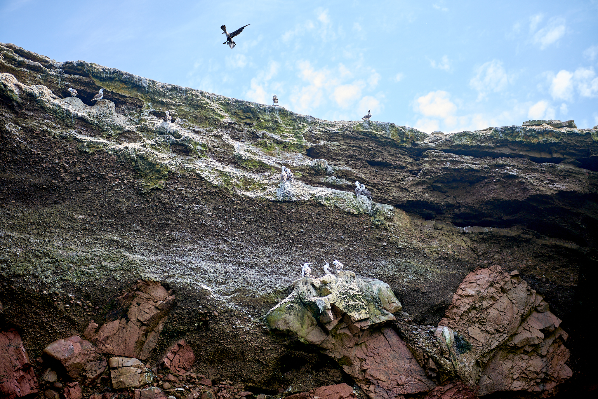 20200304 118 [페루] 바예스타섬